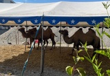 Cirkus
